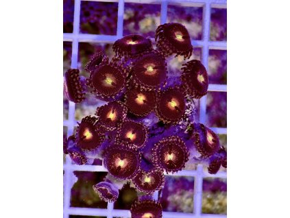 621543160 884976077623989 5675083347686900519 n