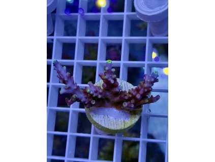 623685685 891581736963423 8074003285418583382 n