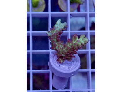 623686366 891581906963406 3132042263848906661 n