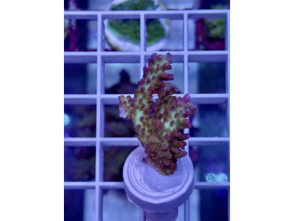 626032758 891581950296735 4494452328367695927 n