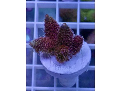 625288291 891581880296742 4817415134583794076 n