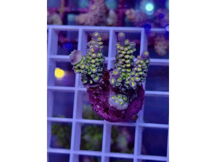 623415952 891581790296751 6542530937666148442 n