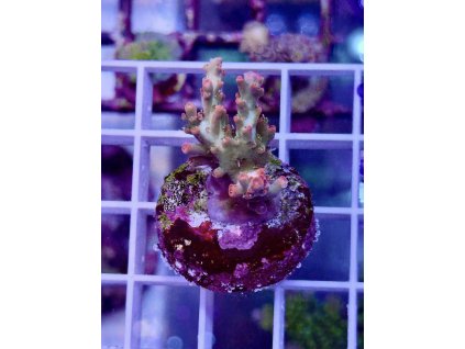 624659773 891581963630067 5099648416448191497 n