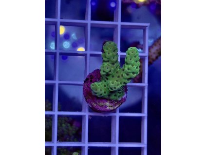 624851319 891581836963413 2752873692848398694 n