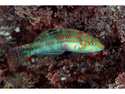 halichoeres nebulosus 45d1c99612c34904a3b4290087cf5bff