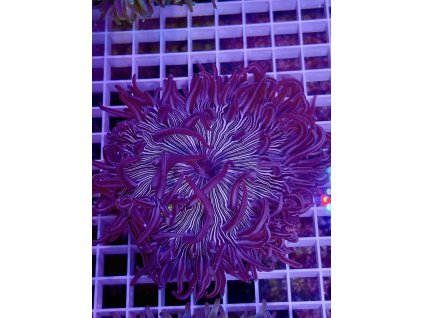 628370521 896783716443225 6389101473160401201 n