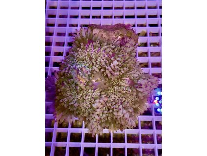 628085239 896783749776555 4792699232563712896 n