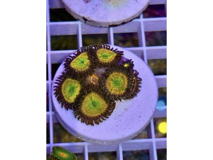 629508897 897176336403963 1762814299561956537 n