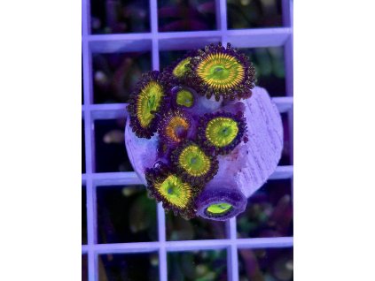 629348073 897176739737256 1235472482265787135 n