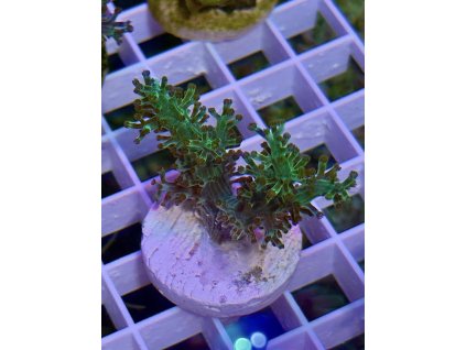 628413454 897176603070603 7034882512857088344 n