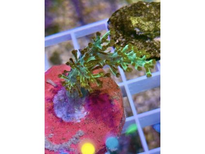 629448397 897176469737283 9173041301068097012 n