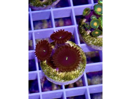 628345264 897176679737262 1873250732545621608 n