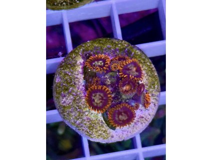 628228376 897176636403933 7041379185567060990 n