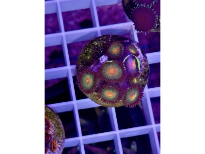 629489277 897176559737274 3519612711228065033 n