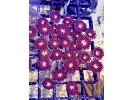 628577276 897176549737275 6083547620999551667 n