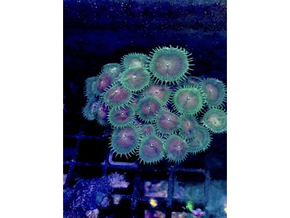 629748622 897176403070623 8452383156470835037 n