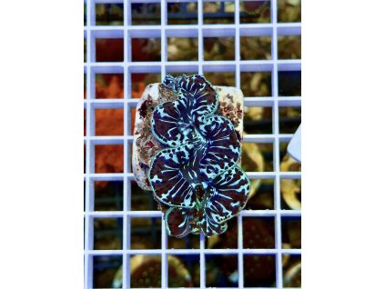 633913245 903235449131385 1286633829202023588 n