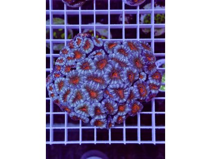 635176954 903522402436023 7952408678180387601 n