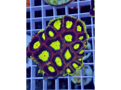 635357636 903521989102731 7508668823429784475 n