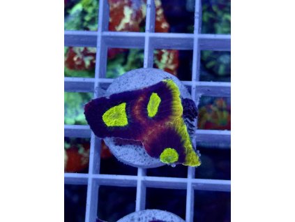 634840489 903521439102786 9002514405036140196 n