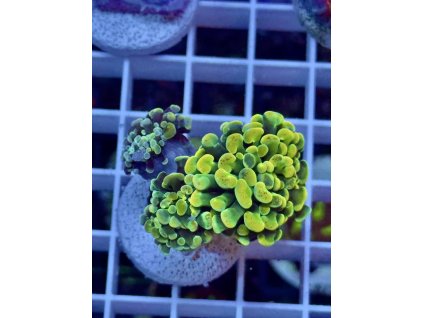 637494415 903521729102757 6093177021319496288 n