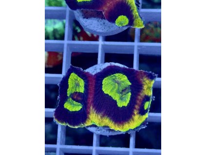 634659296 903521875769409 3149057648472372896 n