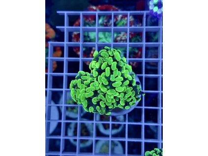 636022232 903521612436102 5560966206588237307 n