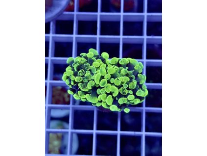 634924034 903521285769468 3668720359242516100 n