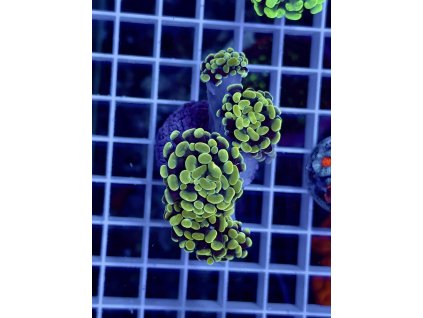 634157779 903522635769333 1911194828941301944 n