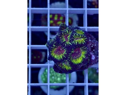 637465908 903521312436132 1784453223859102319 n