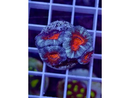 637404594 903521705769426 1959638722945894216 n