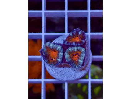 634733252 903521815769415 3289006400654705666 n