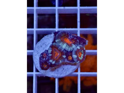 637482507 903521405769456 9032113774916174368 n