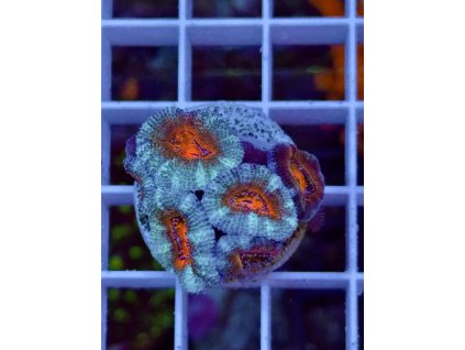 634876565 903521485769448 4588116162503266719 n