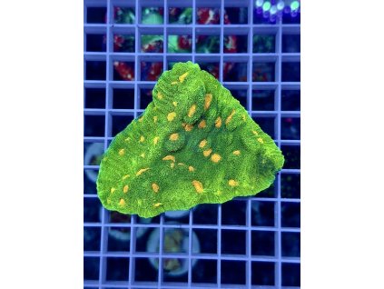 635474340 903521539102776 7189501428498571221 n