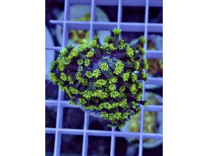 617218356 903522409102689 9016092683259672830 n