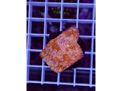 637501376 903521692436094 7491056197908702407 n