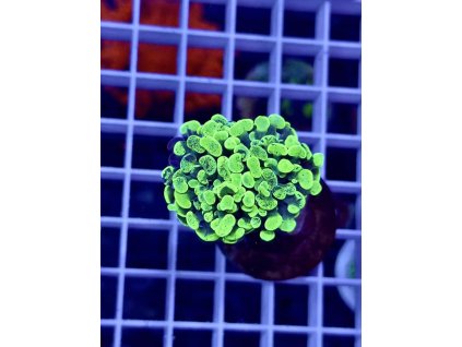 635274059 903521922436071 2007535970436440883 n