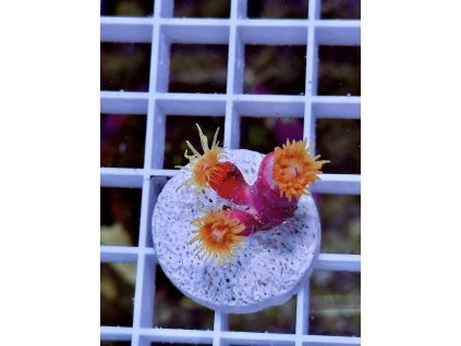 635104762 903522652435998 130921474479143743 n