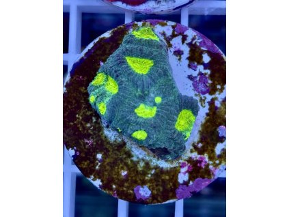 618408357 884583550996575 1170235783655801322 n