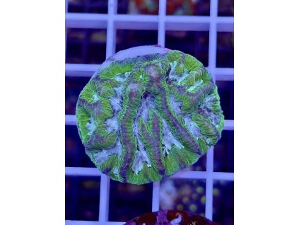 618516692 884584524329811 5406423012382986950 n