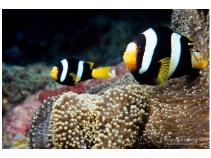 amphiprion clarki pair 416x282
