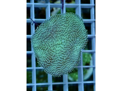 644588910 914460094675587 8647112271206162505 n