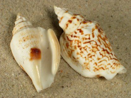 strombus variabilis