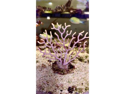 Paramuricea clavata