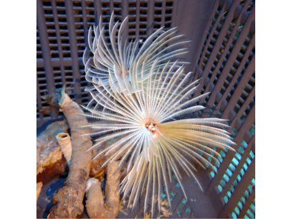 sabellastarte magnifica feather duster white ml size
