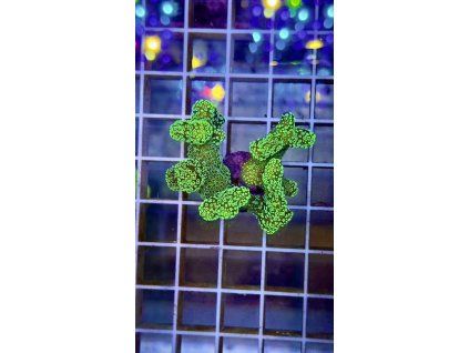 Stylophora neon green