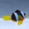 vyr 764 Amphiprion clarkii