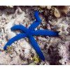 1275 linckia laevigata blue 10 12cm