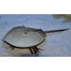 2157 limulus polyphemus 3 4cm